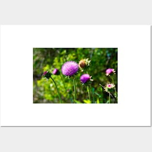 Pink Thistle Study 1 Posters and Art